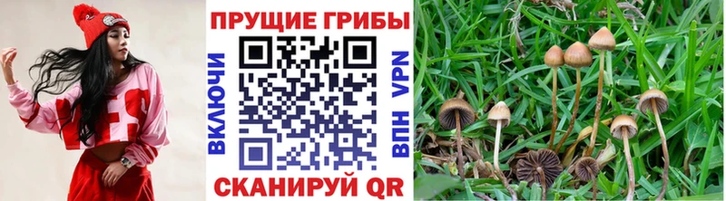 Купить где  Гусь-Хрустальный  Псилоцибиновые грибы прущие грибы 